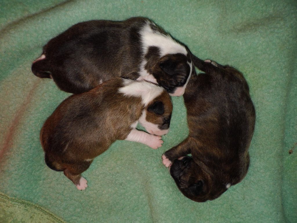 des guerriers Paganiz - Bull Terrier - Portée née le 10/01/2022